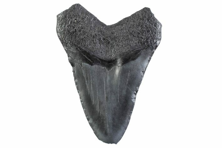 Bargain, Fossil Megalodon Tooth - South Carolina #332356